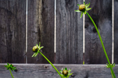 Close-up of flowers