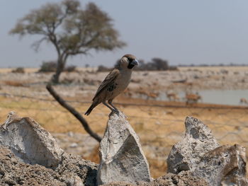 Siedelweber settler bird perching on rock