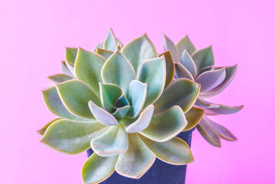 Close-up of succulent plant against pink background