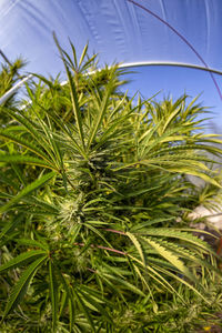 Close-up of fresh green plants