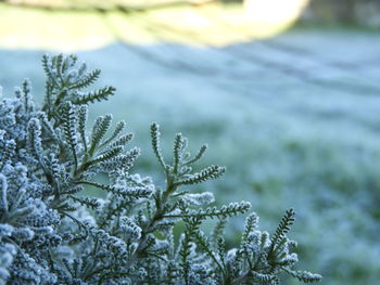 Close-up of frozen plant