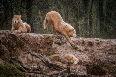 Sheep in a forest