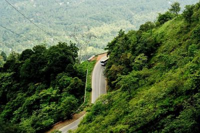 Scenic view of forest by road