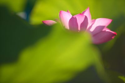 Close-up of pink water lily