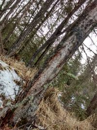 Low angle view of trees in forest