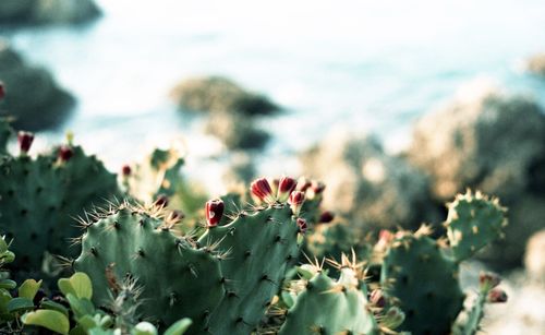 Close-up of plant against blurred background