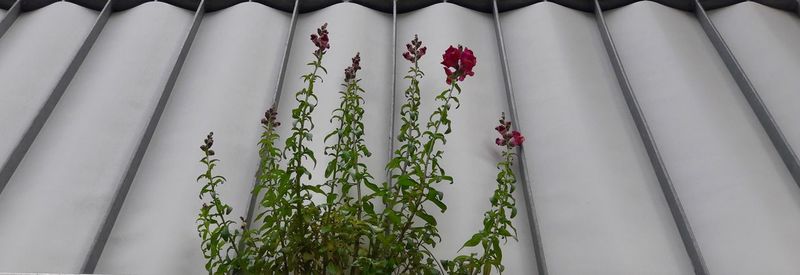 Low angle view of bamboo hanging on plant