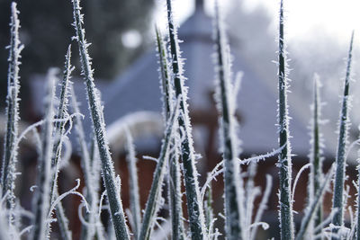 Close-up of frozen plants