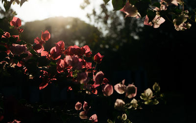 Close-up of pink flowering plants