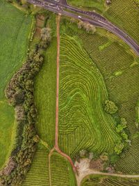 High angle view of agricultural field