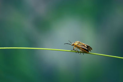 Close-up of insect on leaf