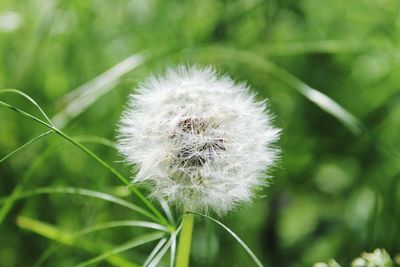 Close-up of dandelion flower