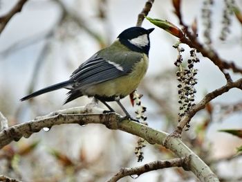 Bird perching on branch