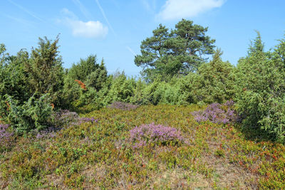 Scenic view of flowering trees on field against sky