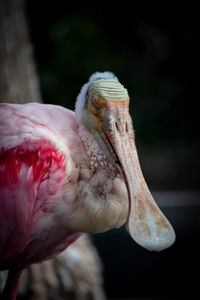 Close-up of a bird