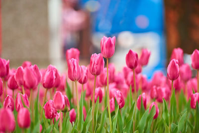 Close-up of pink tulips