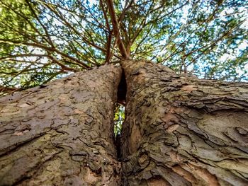 Low angle view of tree trunk