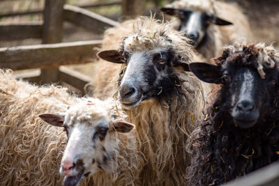 Sheep standing on field