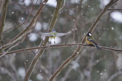 View of bird perching on branch