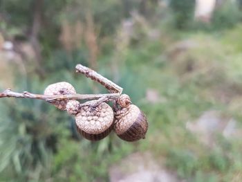 Close-up of oak  acorn on branch