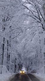 Snow covered road by trees during winter