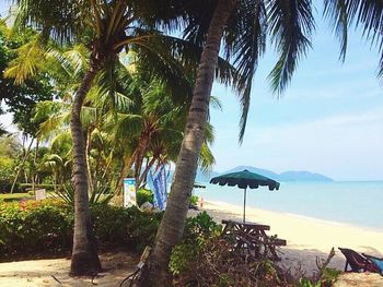 Palm trees on beach