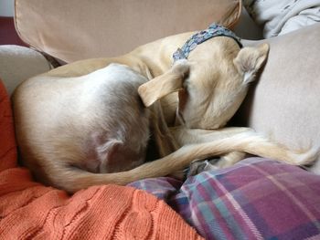 Close-up of dog relaxing on sofa at home