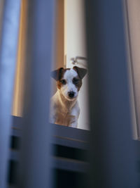 Portrait of dog by window at home