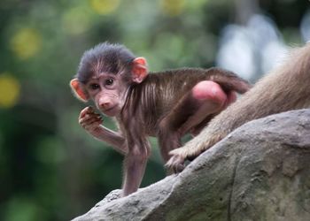 Portrait of young monkey on rock