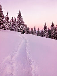 Snow covered trees in forest against clear sky