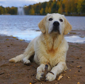 Dog looking away