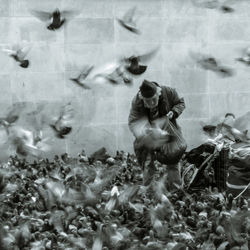 bird