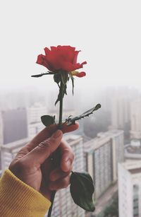 Cropped hand of woman holding flower