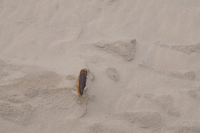 Rusted butler in the sand