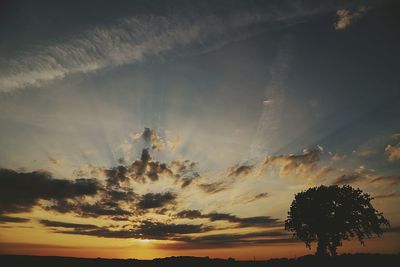 Silhouette of trees at sunset