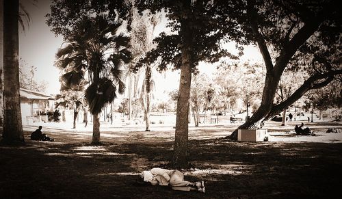 Dog on palm trees against sky