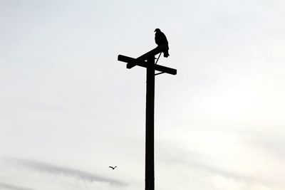 Low angle view of silhouette bald eagle on pole