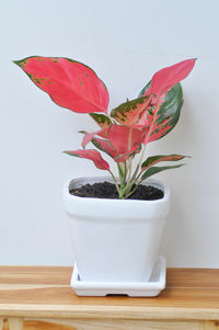 Close-up of potted plant on table against wall