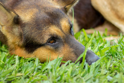 Close-up of rabbit on field