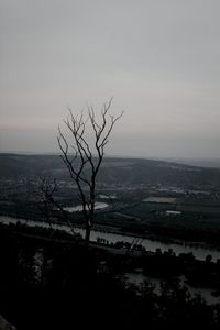 Bare trees on landscape
