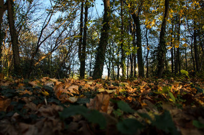 Trees in forest