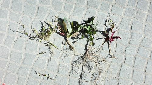 Close-up of plant