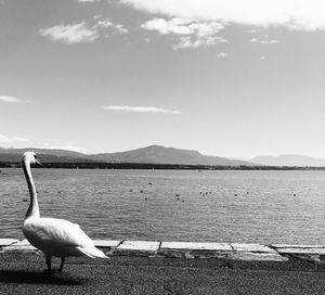 Swan on lake against sky