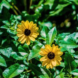 Close-up of yellow flowers blooming outdoors