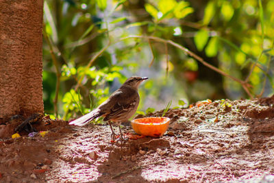 Bird perching on a plant