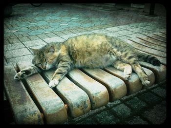 Cat sleeping on bed