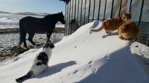 Kitten gather around horse lot to get their photograph taken