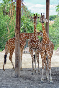 Giraffe standing on field against sky