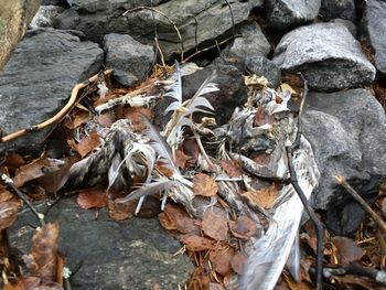 High angle view of dried leaves on rock