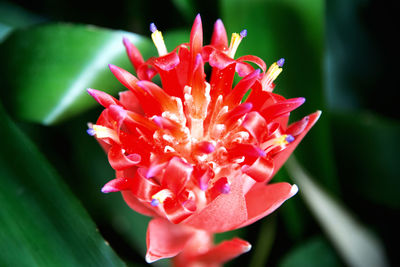 Close-up of red rose flower